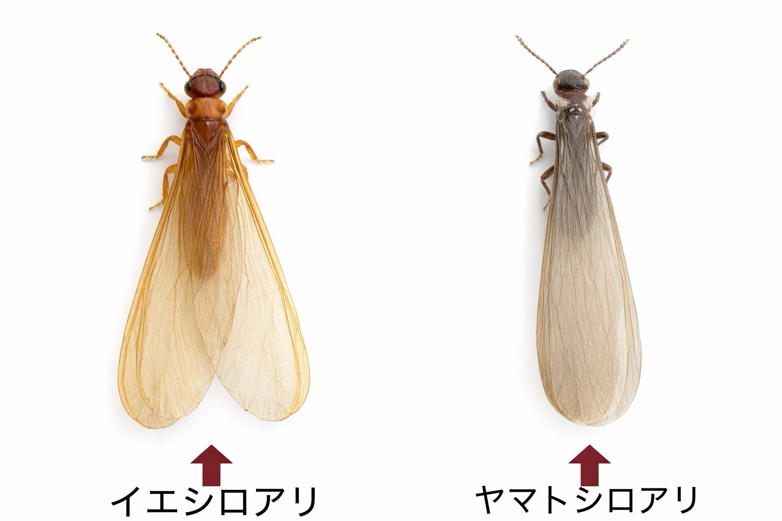 シロアリの羽アリの見分け方|クロアリとの違いを写真で簡単チェック